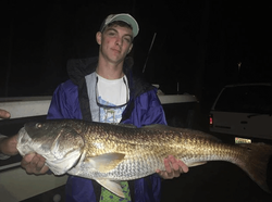 Nice  Red Drum Caught Last Night